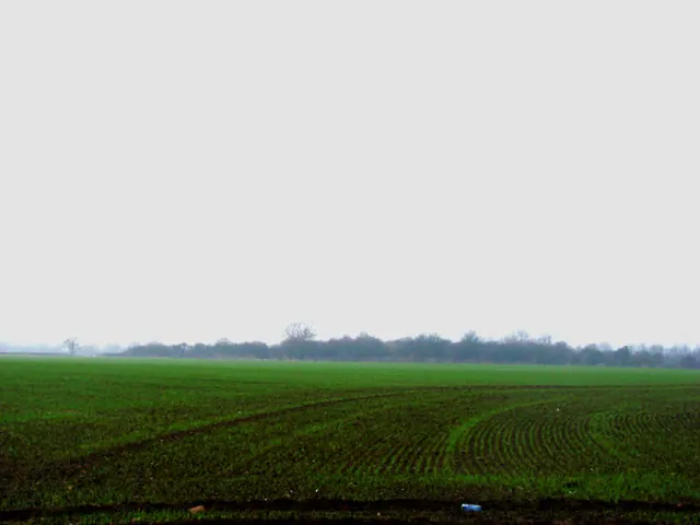 All that remains of a Motte and Bailey Castle, Scawthorpe.