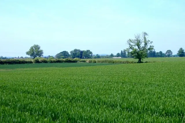 Footpath (!) across wheat field, Newhall