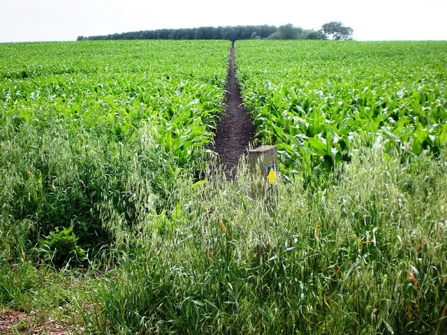 Footpath across farmland to Hempholme Lock