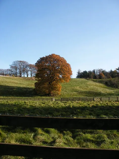 Tree and fields by Easby Abbey
