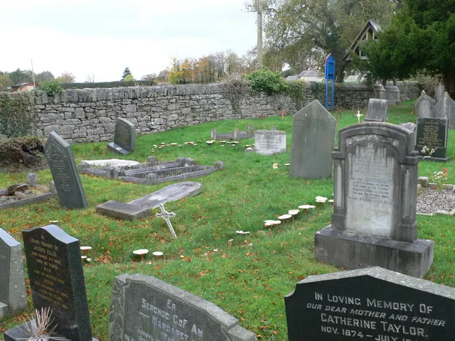 Fairy ring in Trefnant Churchyard