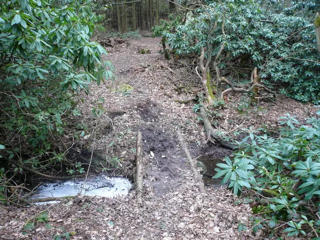 Whitesprings Plantation - Footbridge Crossing Stream