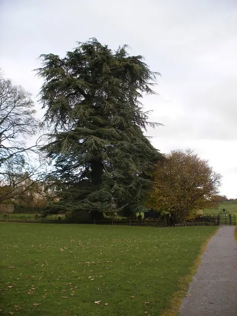 Trees by the Abbey ruins