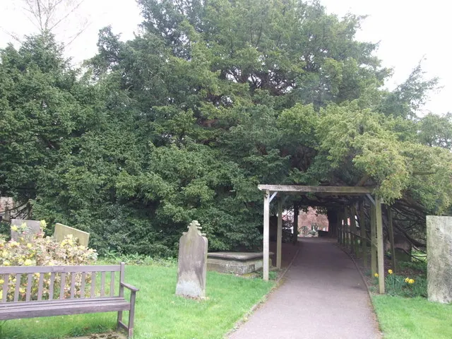 Ancient yew tree in the churchyard at Doveridge