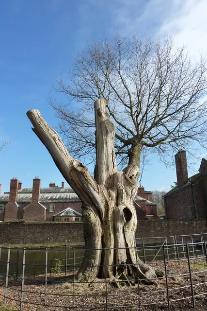 Ancient oak tree by Dunham Massey Hall