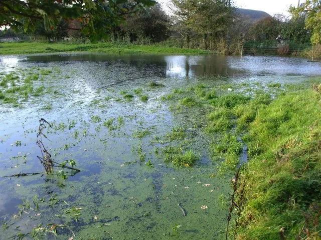 Pond at Old Hall Farm