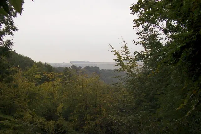 Millington wood
