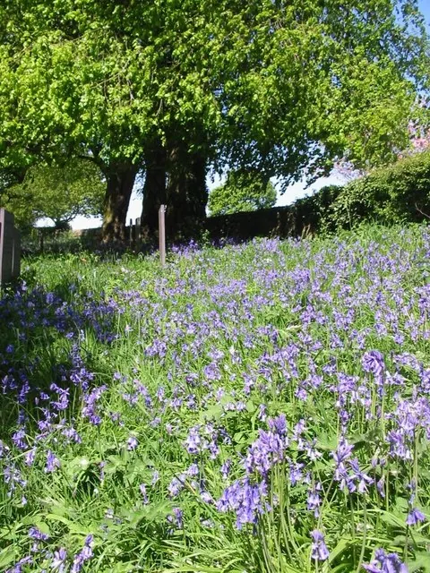 Bluebells at Brailsford Church