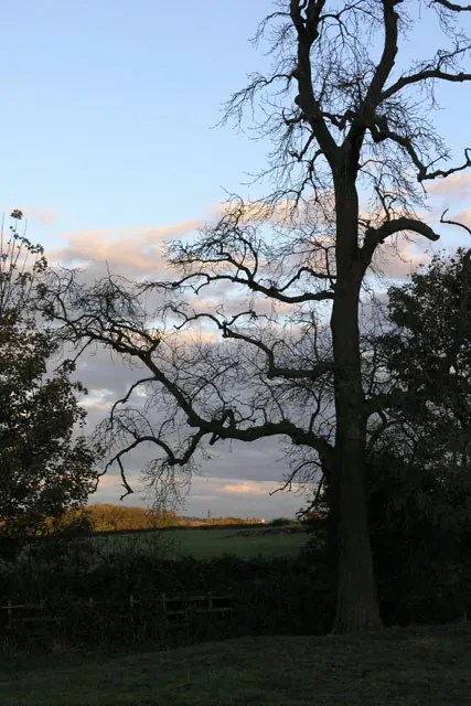 Dead tree near to Dale Abbey