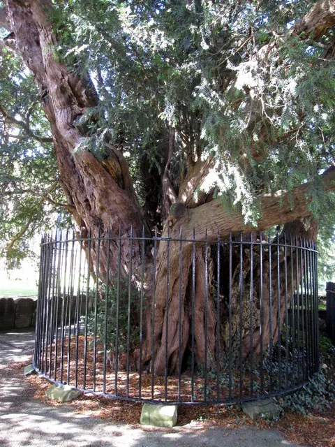 Ancient yew at All Saints', Gresford
