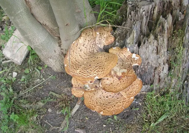 Fungi in All Saints Graveyard - Church Hill