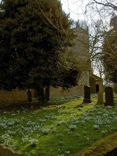 Snowdrops in profusion in Kirk Bramwith churchyard