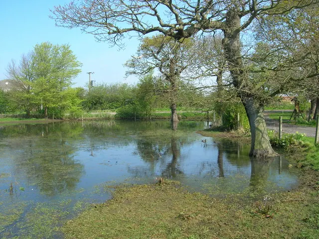 Old Hall Farm Pond