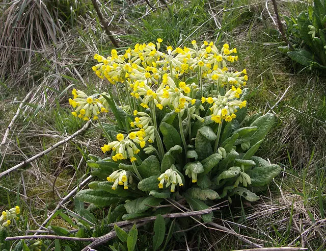 Cowslips near footbridge across M1