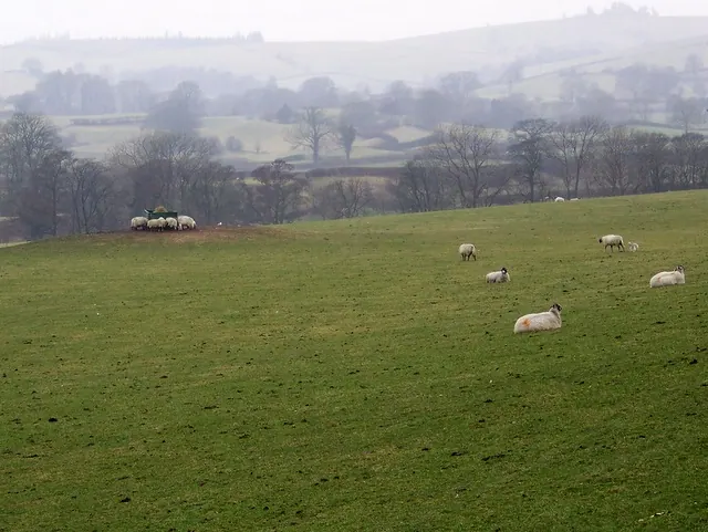 Sheep near Middleton Hall Bridge