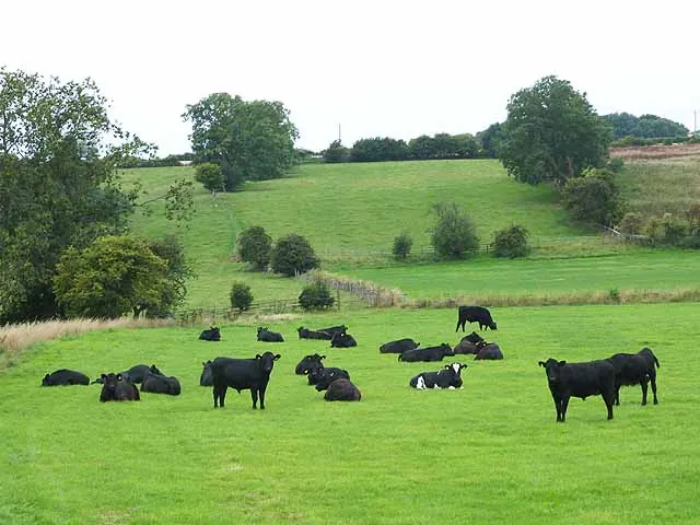 Bullocks in the valley of the Ludburn Beck