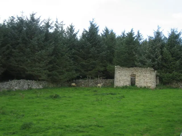Ruined Barn, Bolton Gill Plantation
