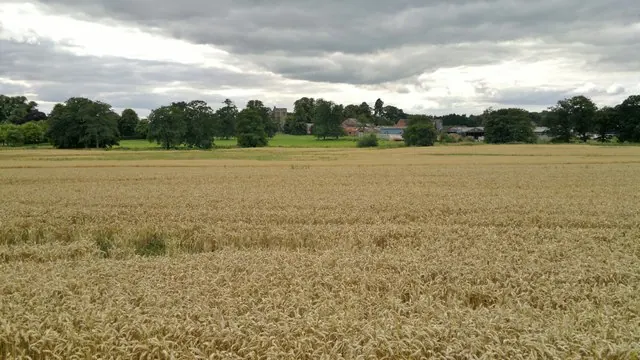 Longford Hall across the cornfield