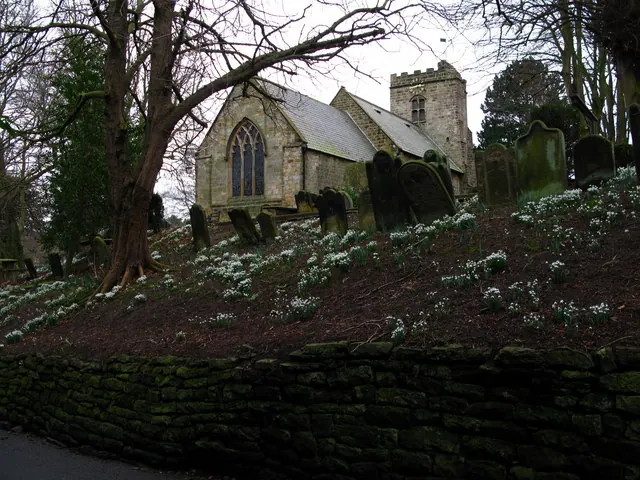 Scalby Snowdrops