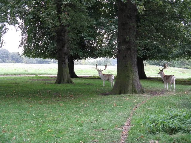 Deer At Tatton Old Hall