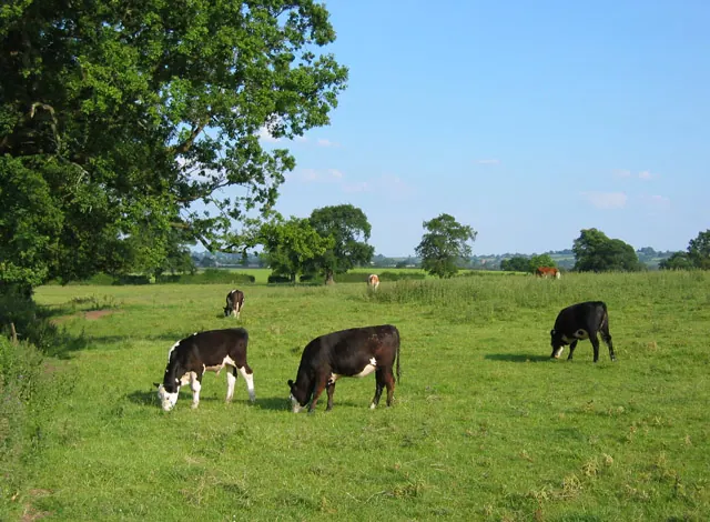 Bullocks grazing by Manor Farm
