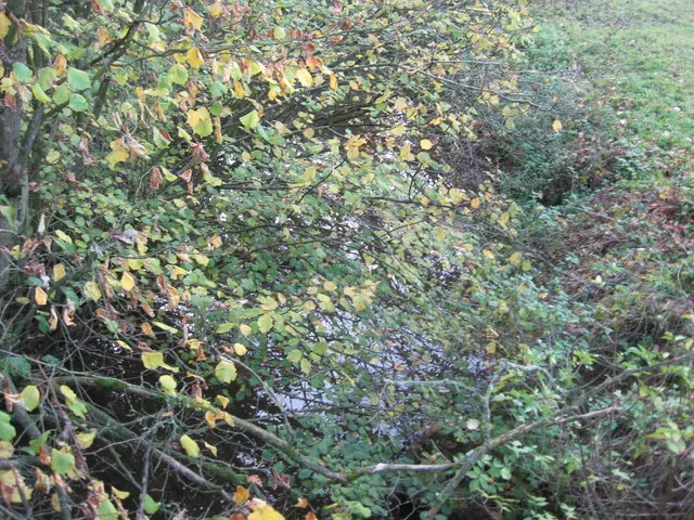 The Wettenhall Brook upstream from Brookside Bridge