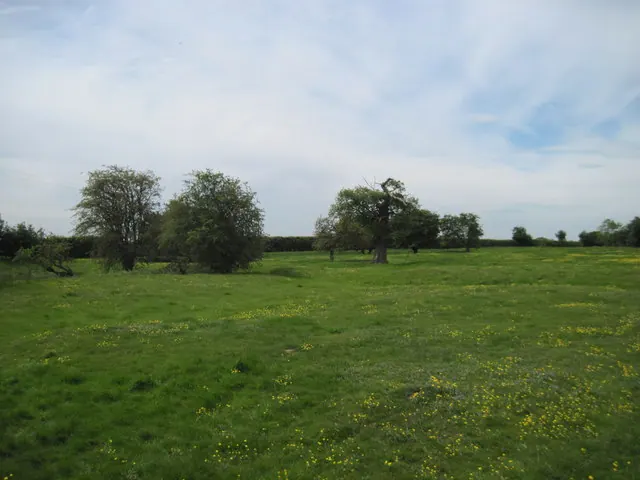 Site  of  Wilstrop  Medieval  Village